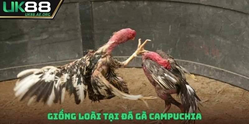 Giống loài tại đá gà Campuchia
