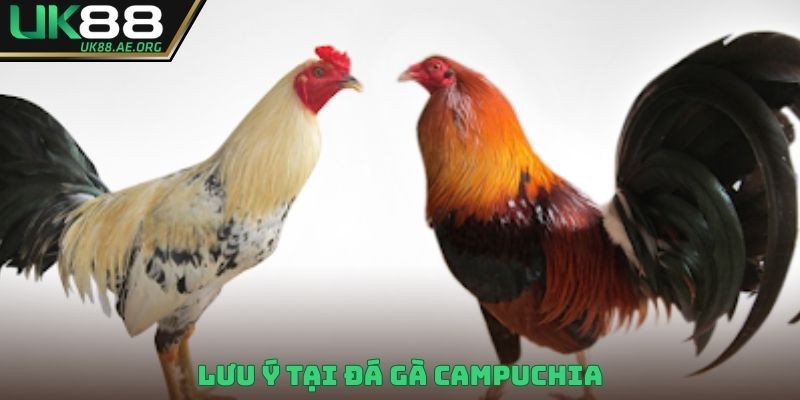Lưu ý tại đá gà Campuchia