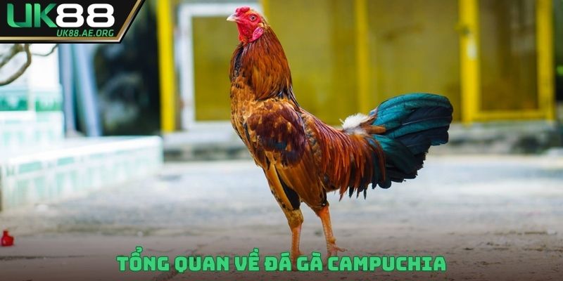Tổng quan về đá gà Campuchia